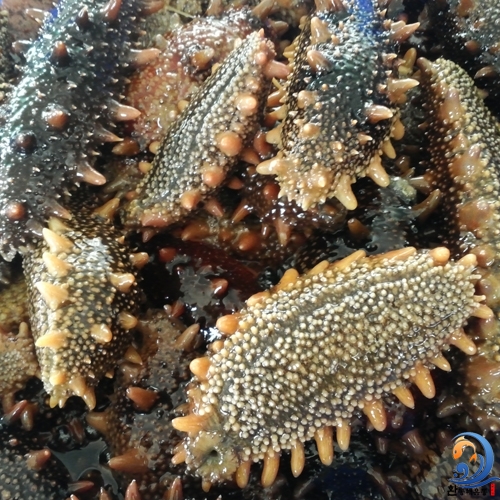 오돌오돌 바다의 향을 씹는 동해안 자연산 돌기 해삼