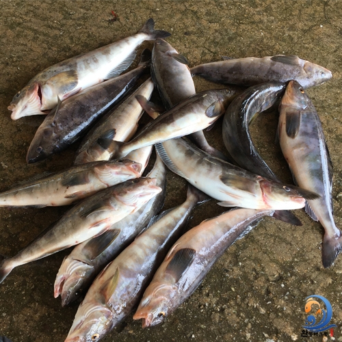 동해안 임연수 이면수 제철 생선